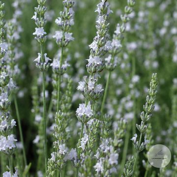 Лавандин Edelweiss