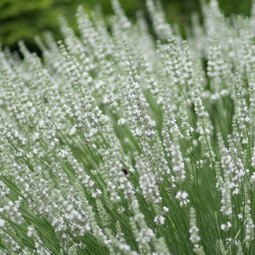 Лавандин Edelweiss