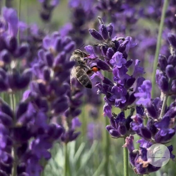 Набор лаванды Hidcote Blue &mdash; 21 куст HB фото